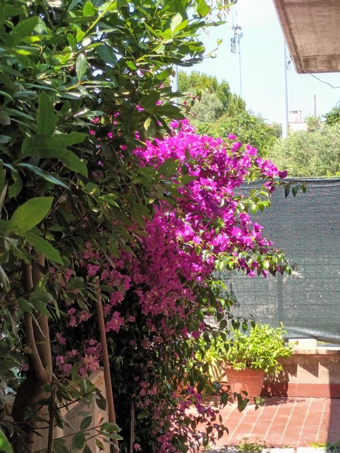 Bouganville A Apartament B&B Civitanova Marche Exteriör bild